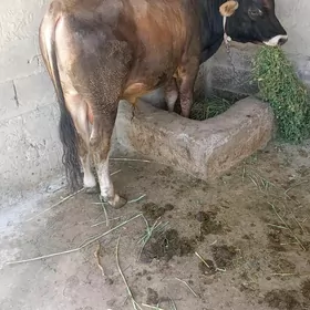 ÖkÜz