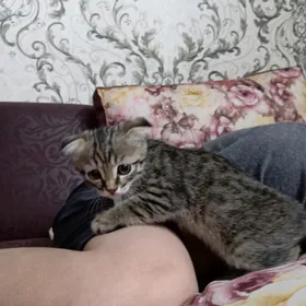 шотландская кошка