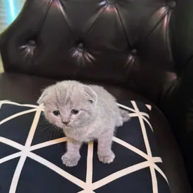 Вислоухий котенок