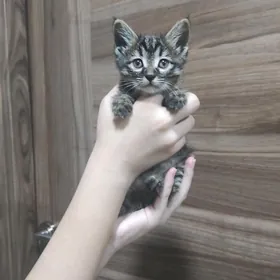 КОШЕЧКА