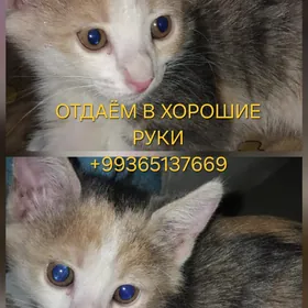 кошки