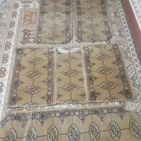 Haly çehol