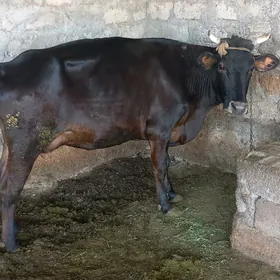 Gysyr sygyr 9 Kamsar