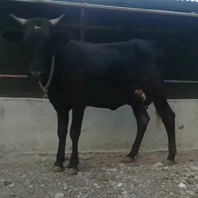 GÖLELI SYGYR