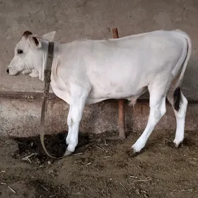 okuzce