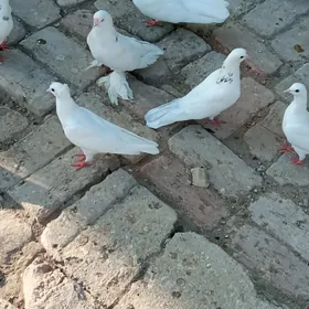 kepter