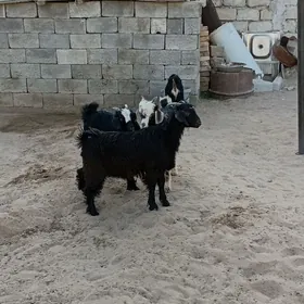 Çewişler
