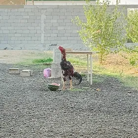 Taşkent