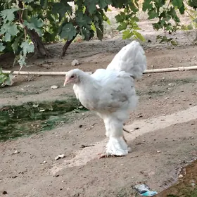 Brama