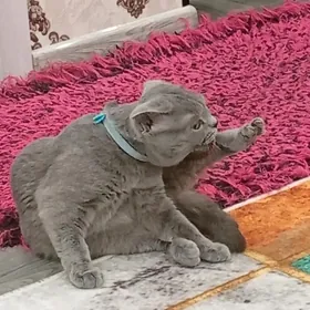 Вислоухий Кот