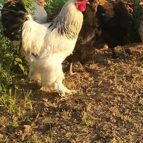 Brama