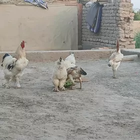 brama towuk