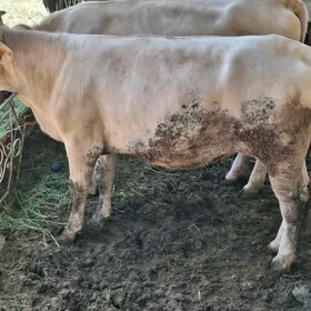 ŞAROLE PARODA 2 SANY UNAJYN