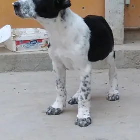 alabay güjik