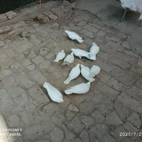 kepter