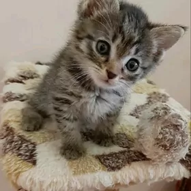 отдам котят