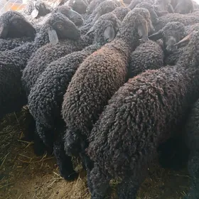 Tokli