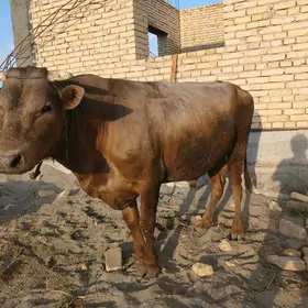 şwet okuz