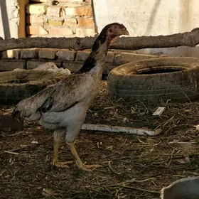 baysow towuk