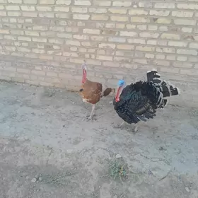erkek induk