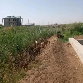 Geçiler