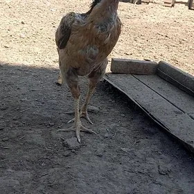 Азил маки
