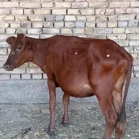 ULY GULAJYN GYSYR