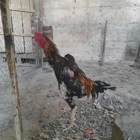 Horaz