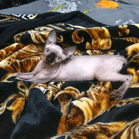 кошка