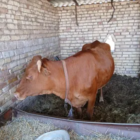 Bakylan sygyr