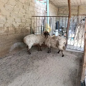İŞŞEK