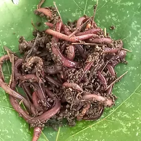 Balyk   tutulyan  gurt