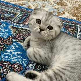 Sotlandiski pişik