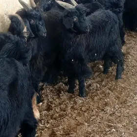 Akisýa  .Çebişler