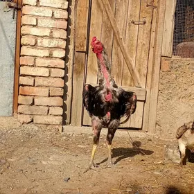 Taşkent horaz mäki
