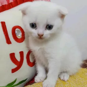 котята