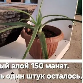 aloýe gül