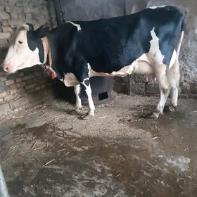 Galişteýin Goleli sygyr