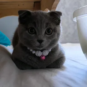 котёнок вислоухий Девочка