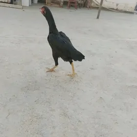 taşkent