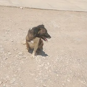 maşa