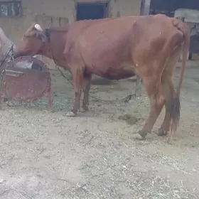 gysyr sygyr