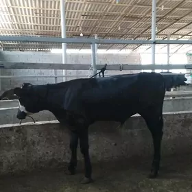 ARASSA GİBİDİR OKUZCE