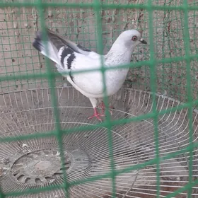 Kepteri