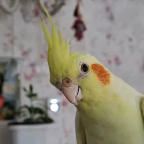 корелла