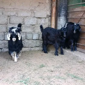 ÇEBİŞ