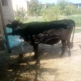 öküz