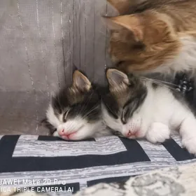 Котята