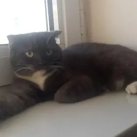 веслоухая кошка