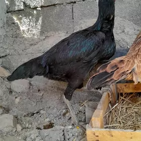 taşkent mäki